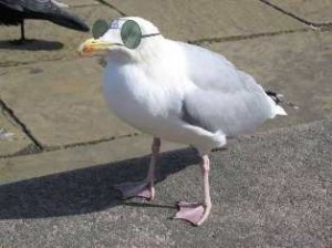 Seagull wearing prescription glasses sunglasses