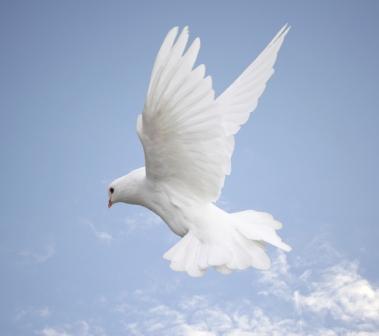 God Grief Love Dove