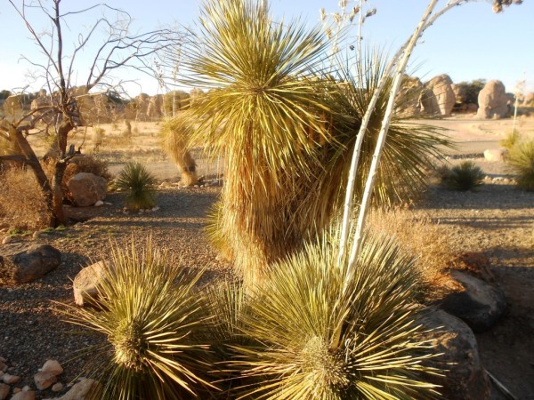 Yucca Rocks Desert