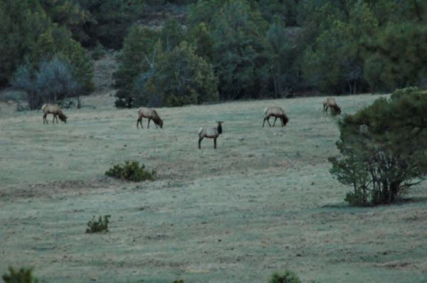 RV Motorhome Boondocking National Forest Shot Herd Elk