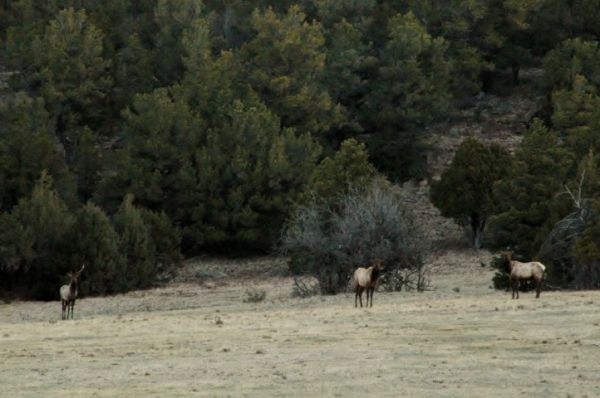 RV Motorhome Boondocking National Forest Shot Herd Elk