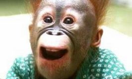 monkey ape shock surprise smile