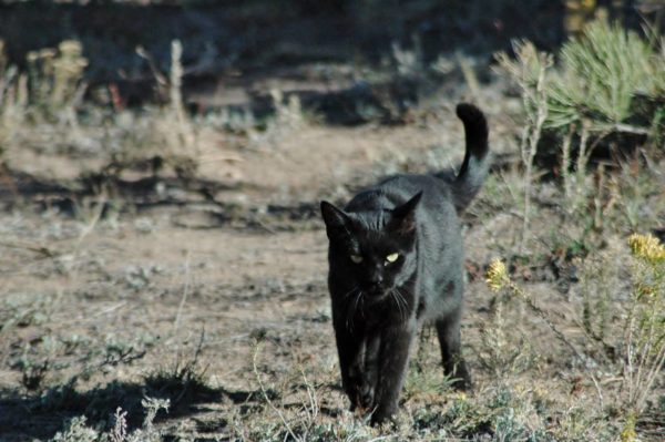 Buddy cat hunting forest