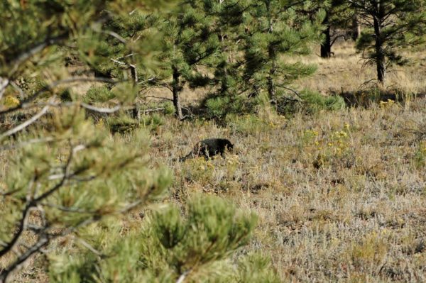 Buddy cat hunting forest