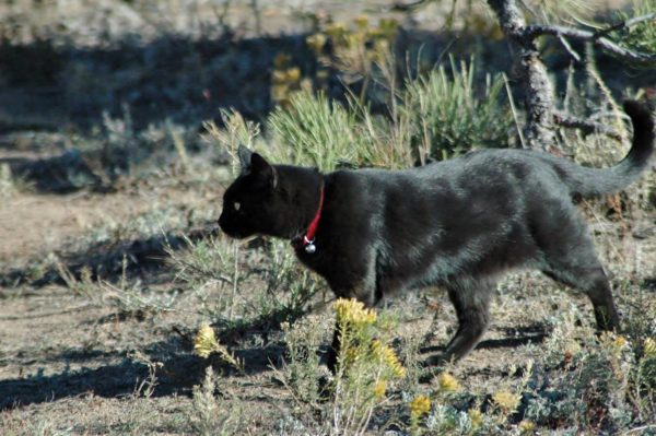 Buddy cat hunting forest