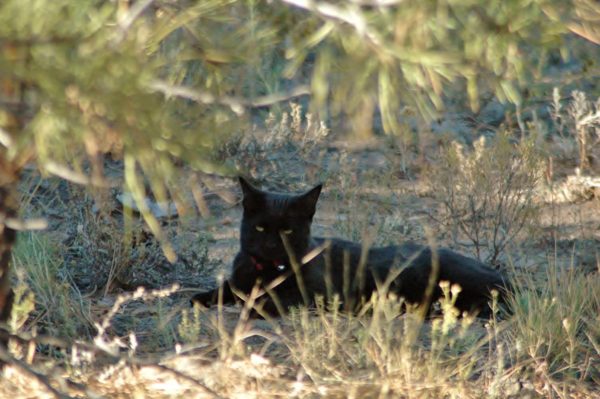 Buddy cat hunting forest