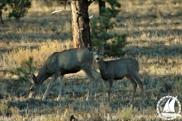 Hunted deer baby camping forest