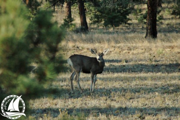 Hunted deer baby camping forest