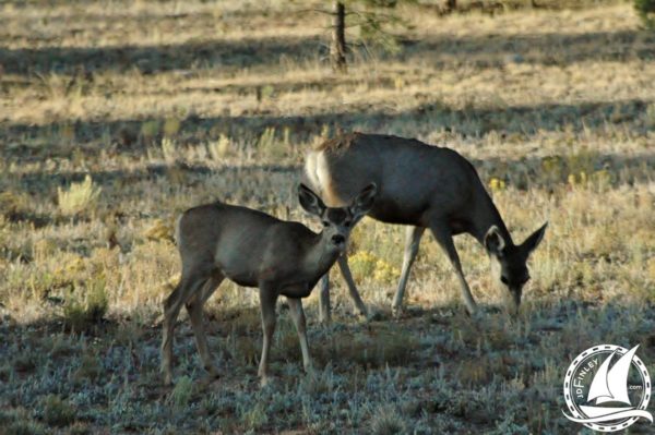 Hunted deer baby camping forest