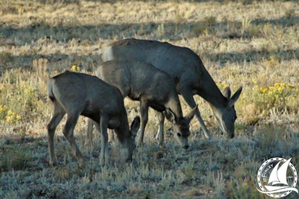 Hunted deer baby camping forest