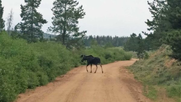 Moose Bullwinkle Medicine Bow Forest