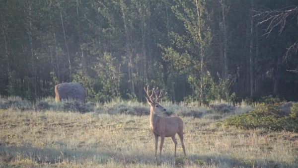 Medicine Bow Missy bus coach deer buck