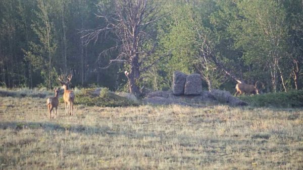 Medicine Bow Missy bus coach deer buck