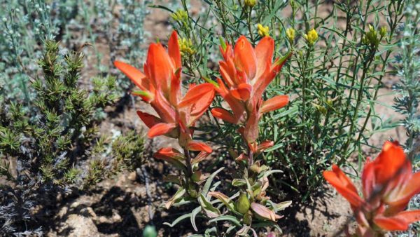 Boondocking camping Gunnison National Forest Colorado Mountains Missy MCI bus conversion flowers