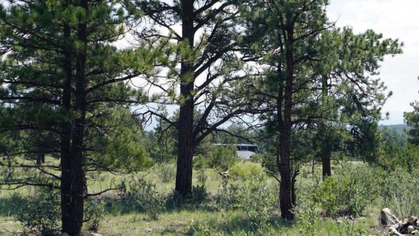 Boondocking camping Gunnison National Forest Colorado Mountains Missy MCI bus conversion