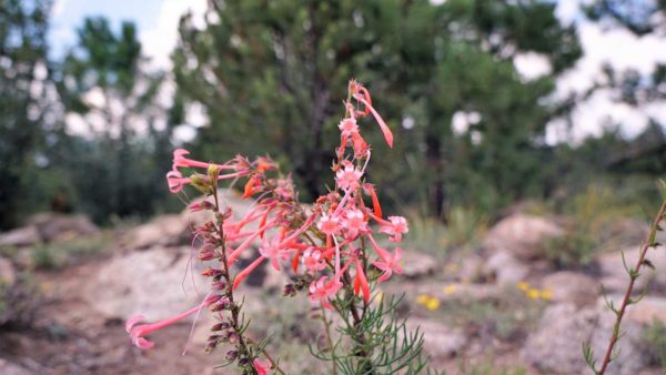 camping boondocking gunnison national forest colorado mountains flowers