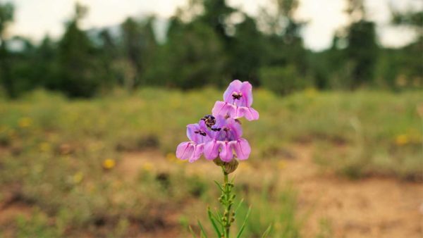 camping boondocking gunnison national forest colorado mountains flowers