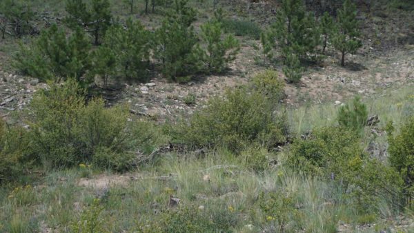 camping boondocking gunnison national forest colorado mountains hiking hobbits rabid rabbit