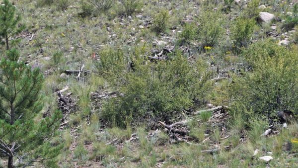 camping boondocking gunnison national forest colorado mountains hiking hobbits rabid rabbit