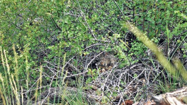 camping boondocking gunnison national forest colorado mountains hiking hobbits rabid rabbit