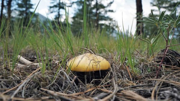 camping boondocking gunnison national forest colorado mountains hiking hobbits shire