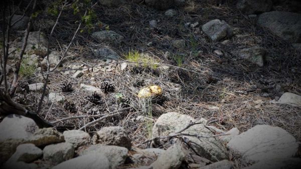 camping boondocking gunnison national forest colorado mountains hiking GOLD NUGGET