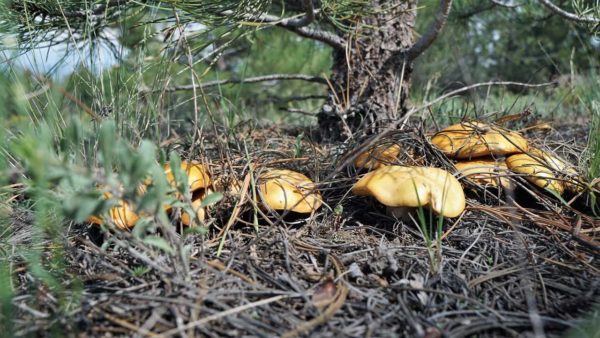 camping boondocking gunnison national forest colorado mountains hiking hobbits shire