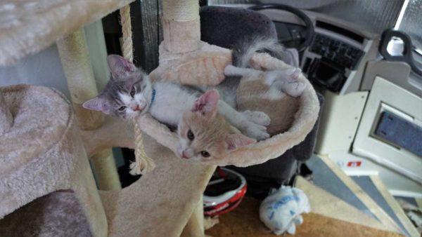 Woody Buzz Kitten Cat Tower of Terror