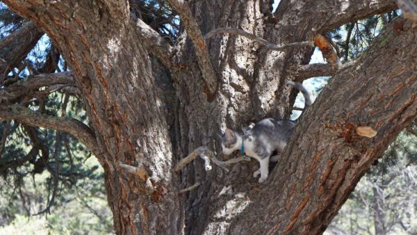 Woody Buzz kitten cat forest outdoors