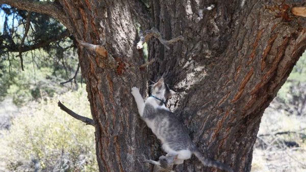 Woody Buzz kitten cat forest outdoors