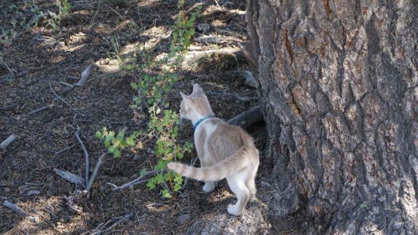 Woody Buzz kitten cat forest outdoors