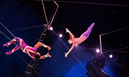 trapeze catch dumb cat bird leaping