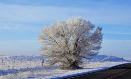 El Malpais New Mexico snow frosting tree