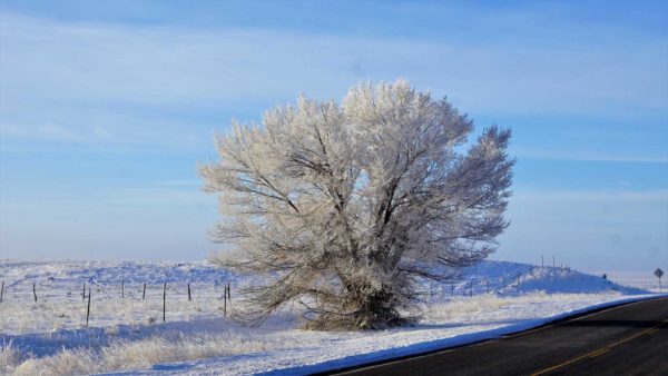 El Malpais New Mexico snow frosting tree